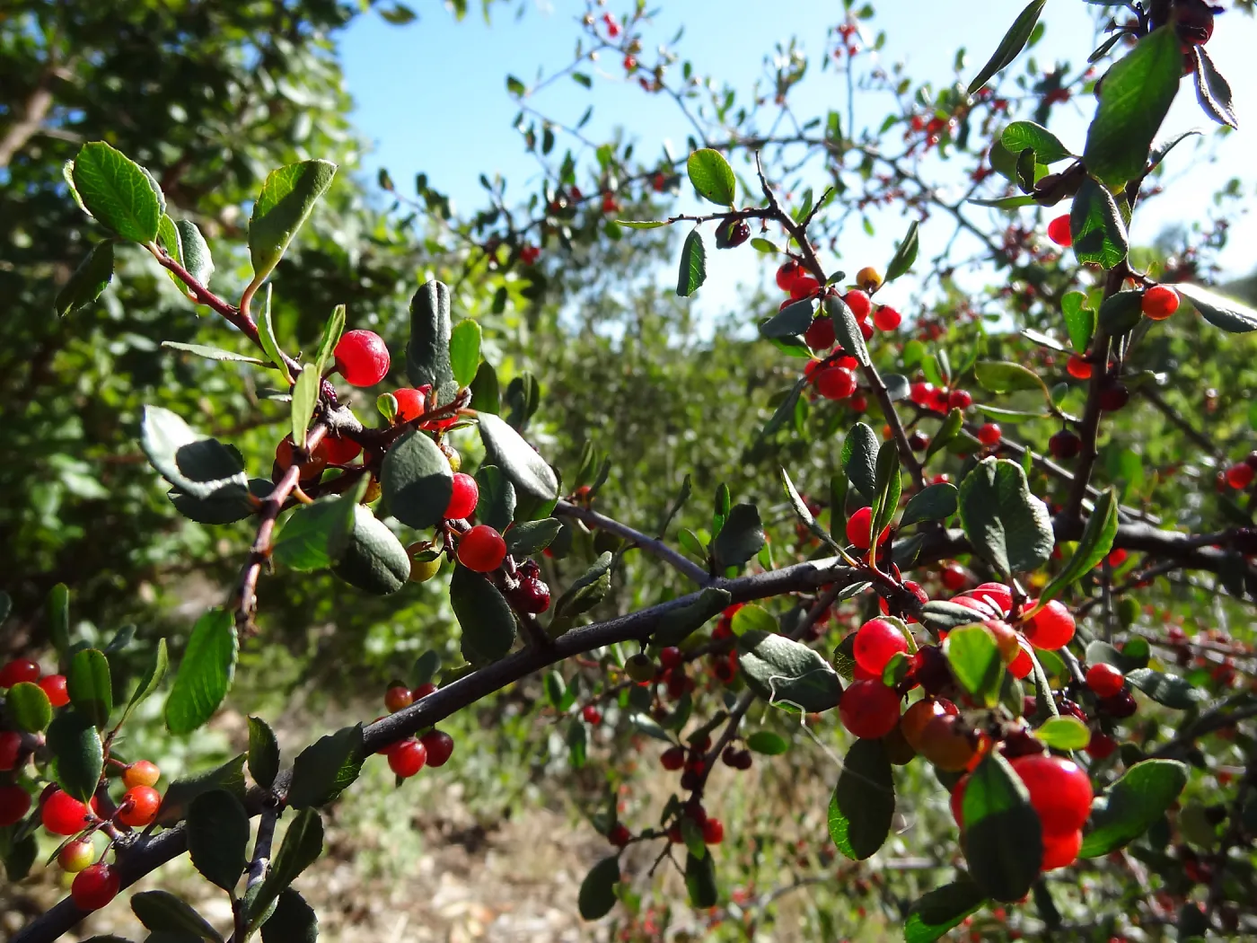red berries, Rhamnus, Porter Trail, SBBG