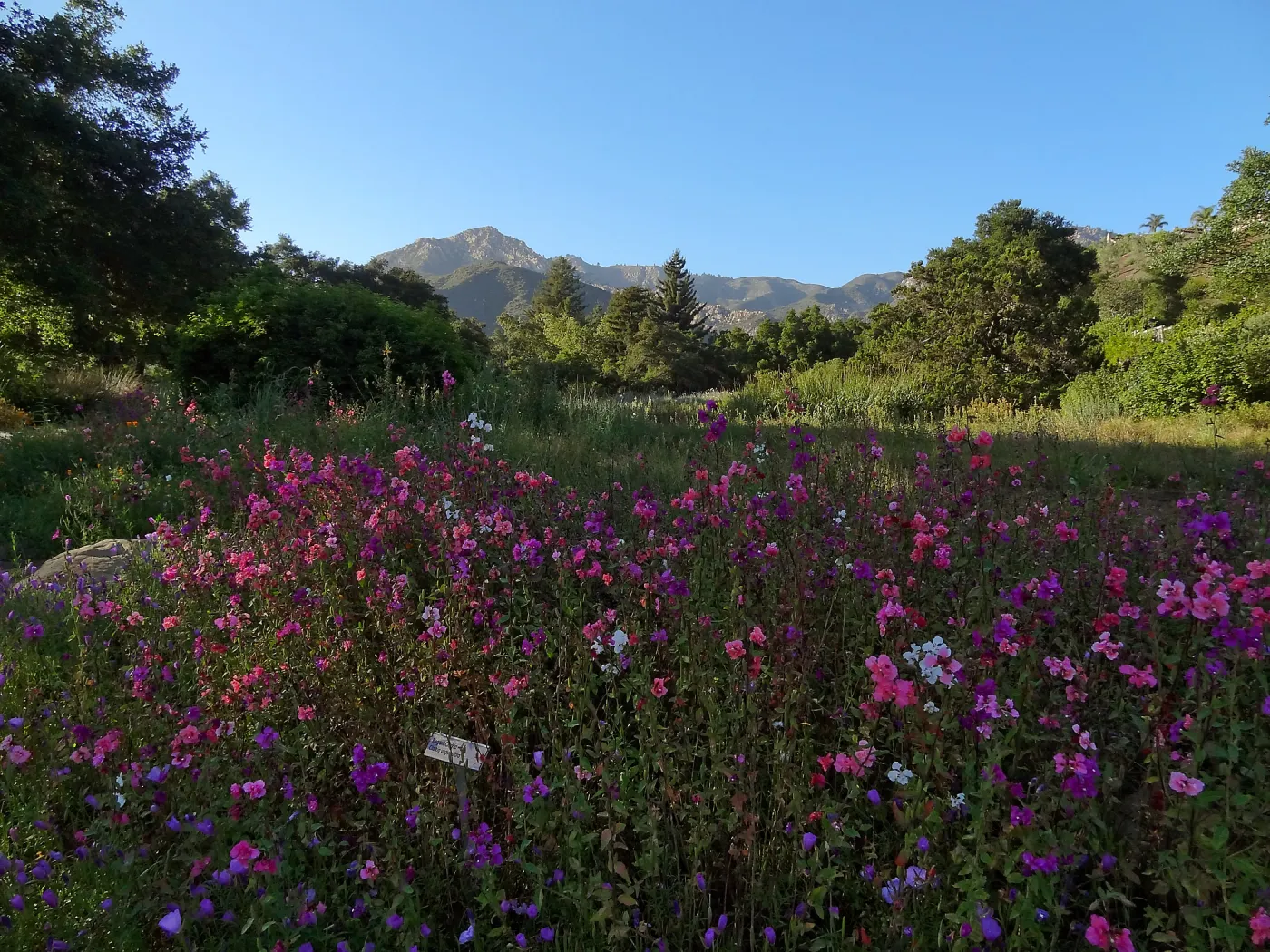 wildflowers in the Meadow, Clarkia