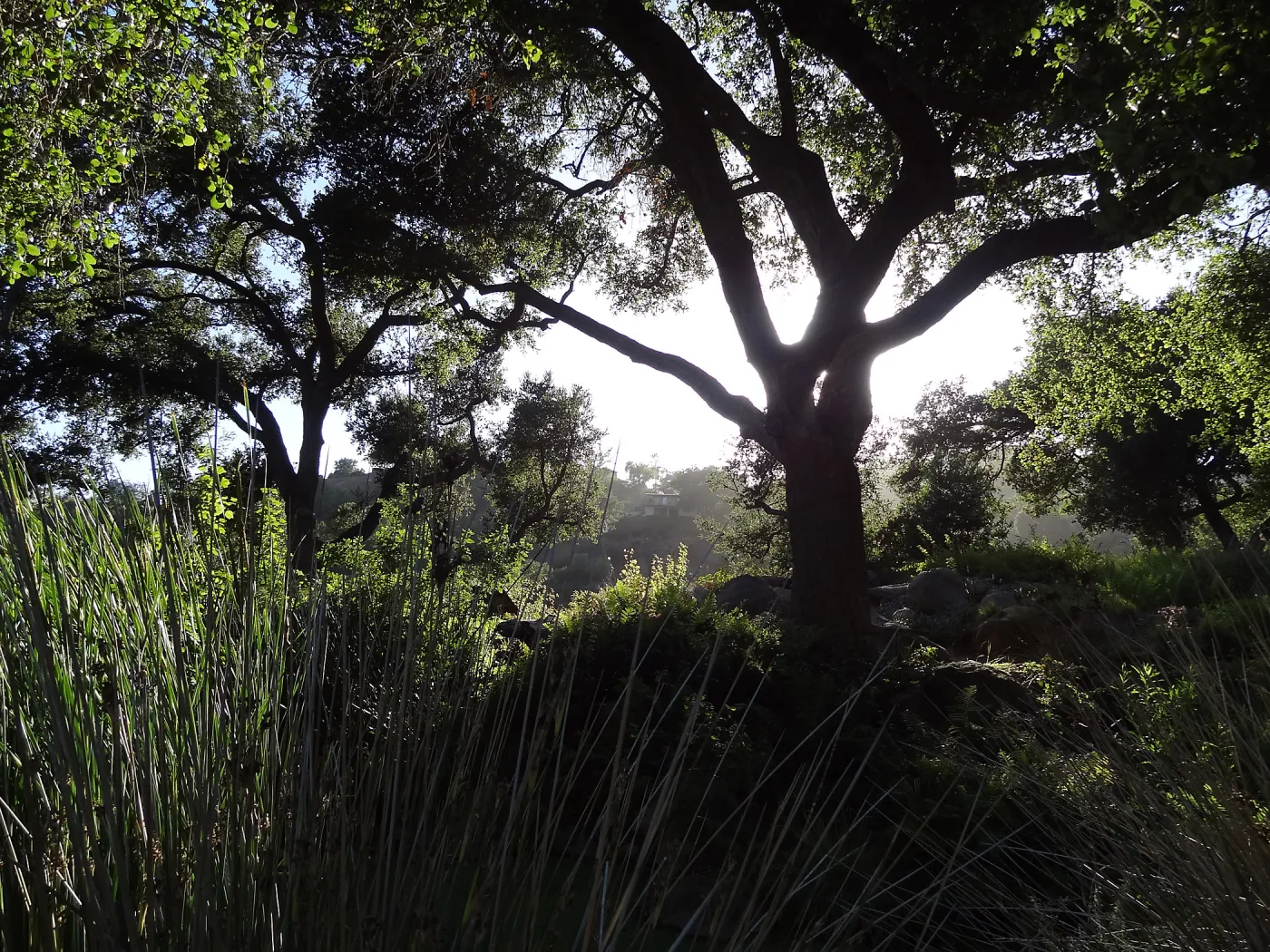 Meadow Oaks, oak in sillhouette, SBBG
