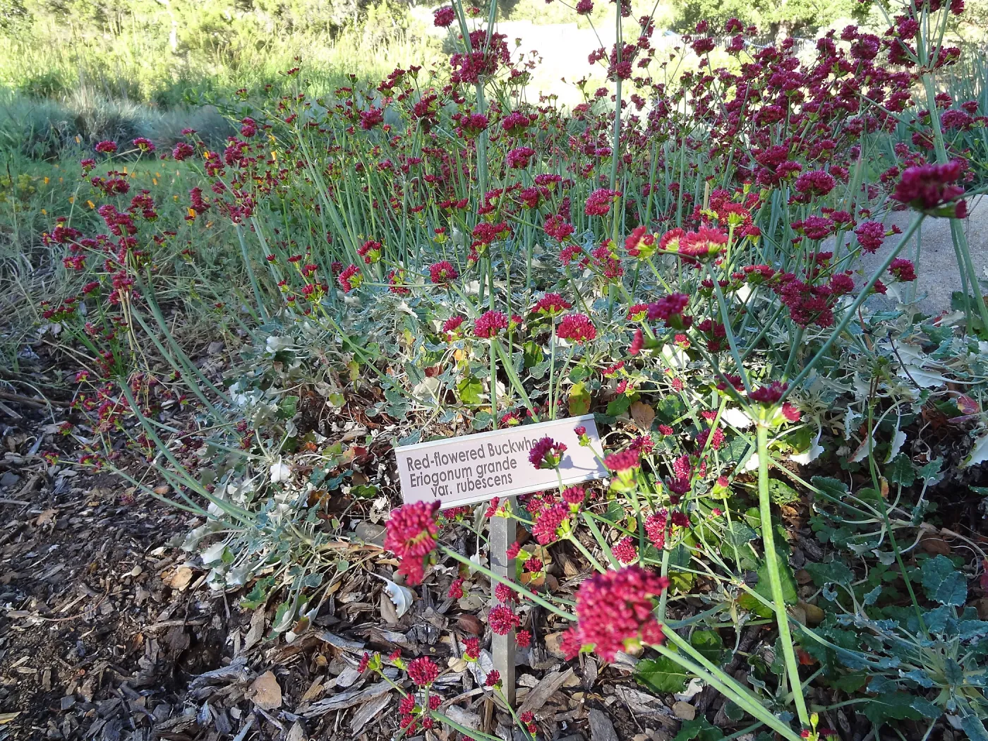 Eriogonum grande var. rubescens, SBBG Meadow border