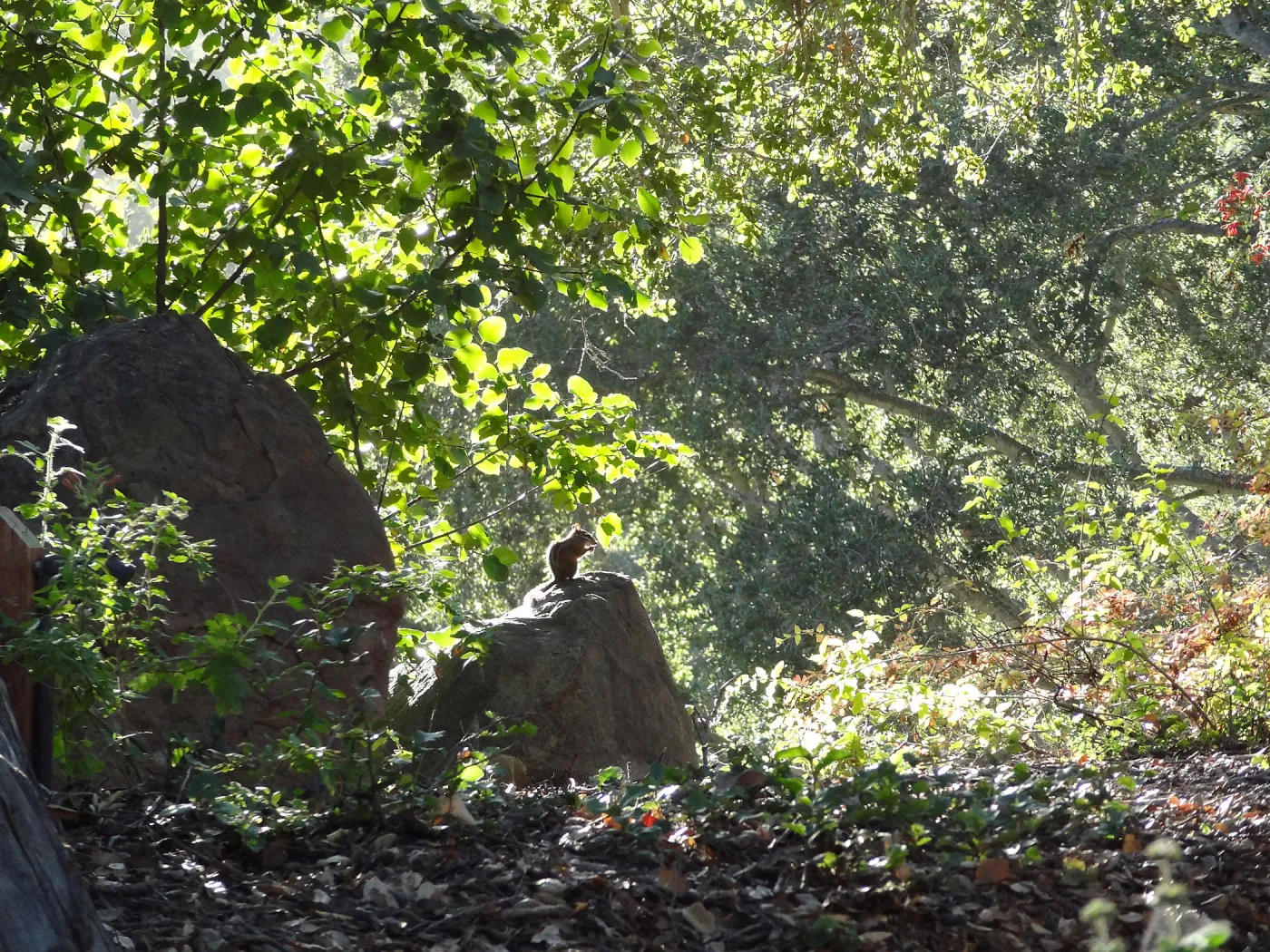 Chipmunk, Meadow Oaks, SBBG