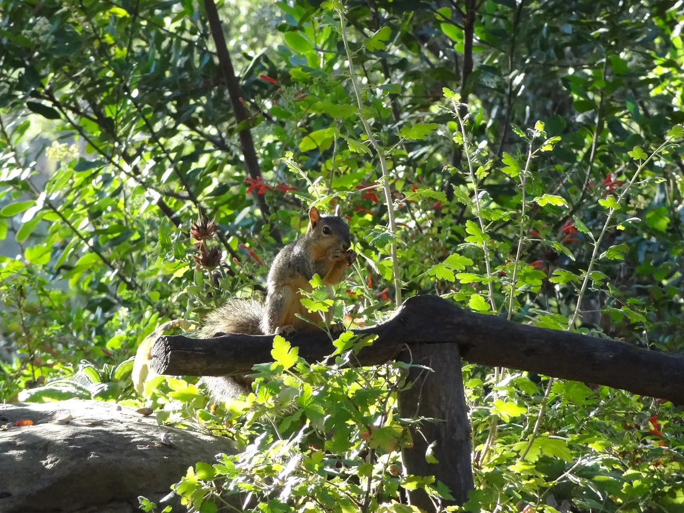 Squirrel, Meadow Oaks, SBBG