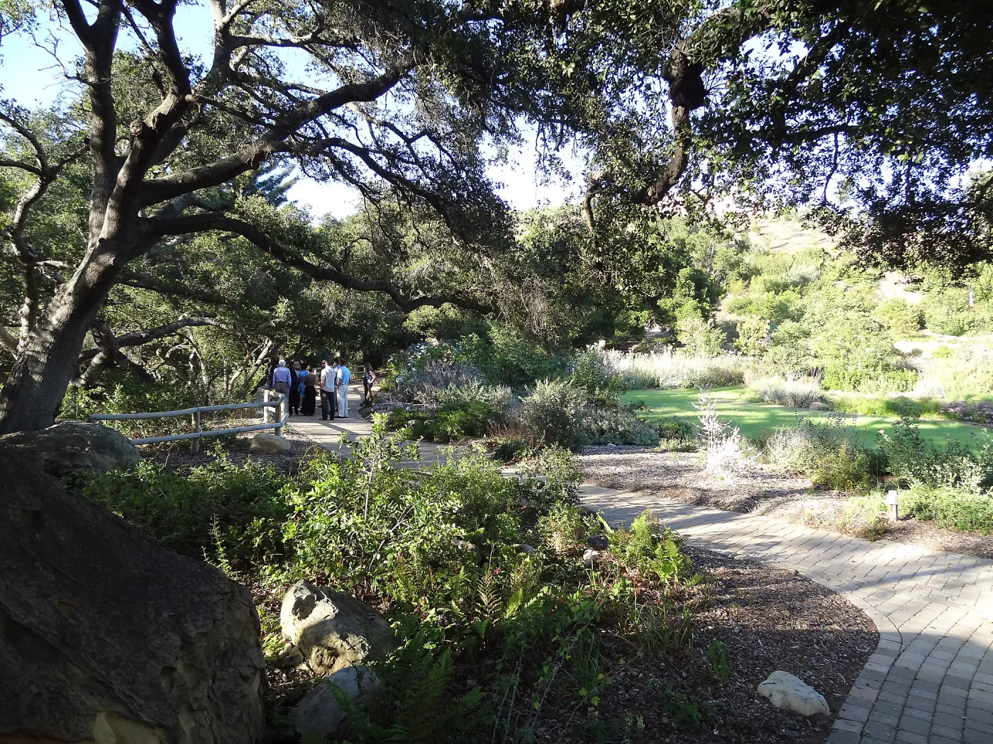 SBBG hosts Santa Barbara Chamber of Commerce Mixer, June 2013, Garden Tour, visitors walking in the Meadow Oaks