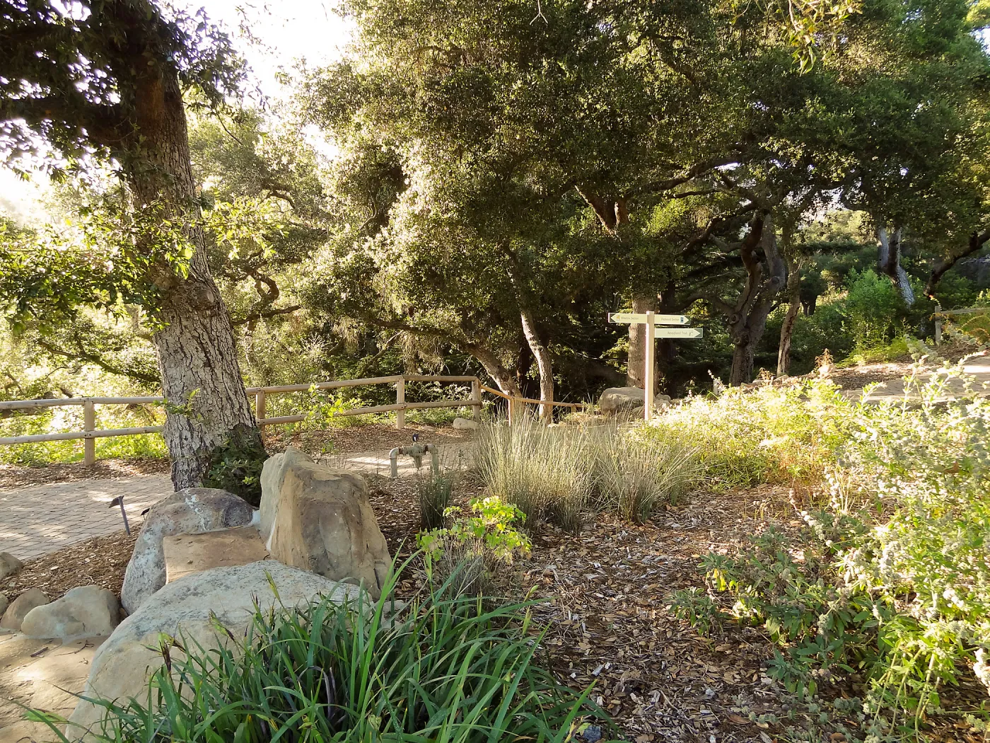 Meadow Oaks, SBBG