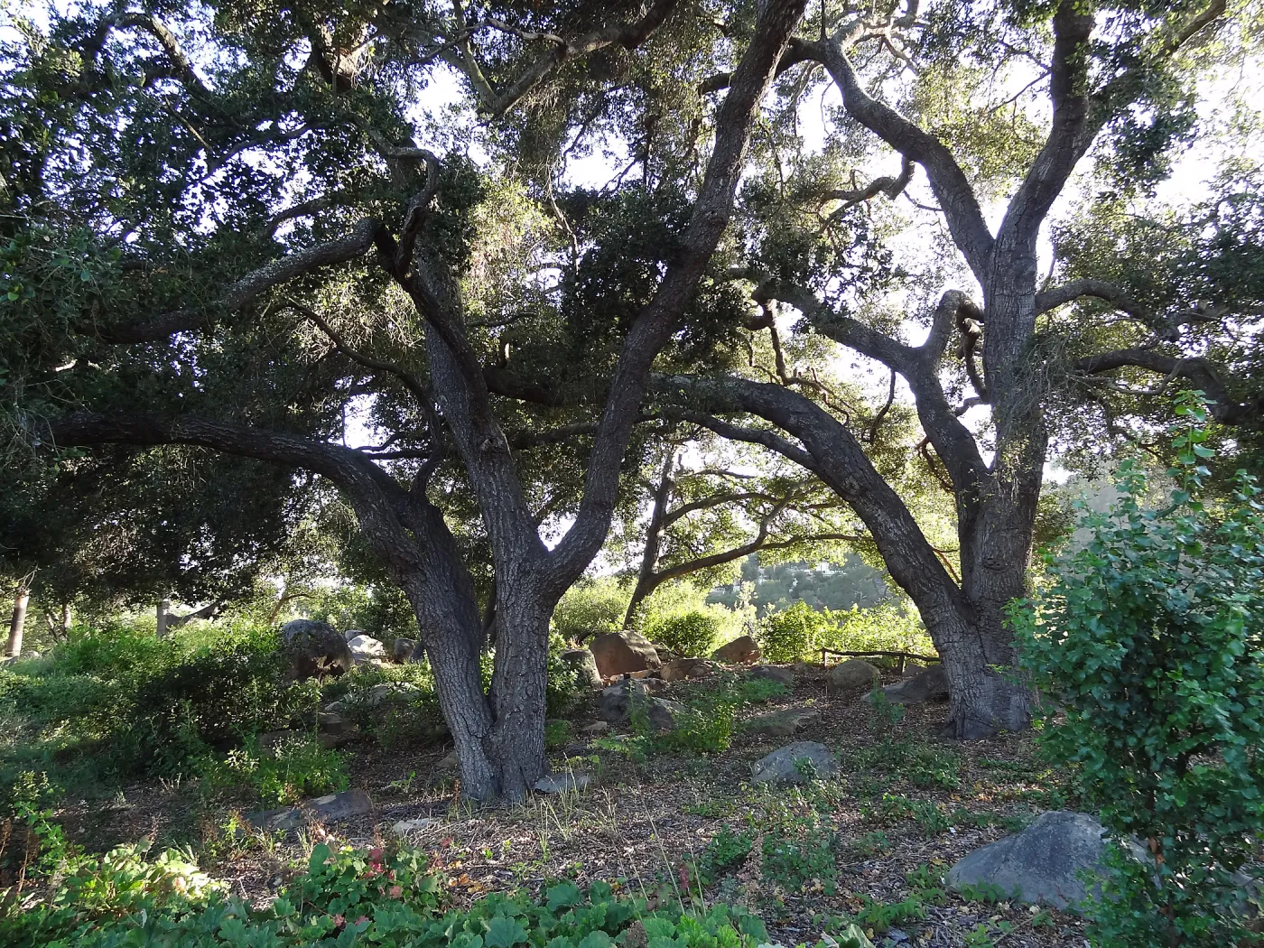 Meadow Oaks, SBBG
