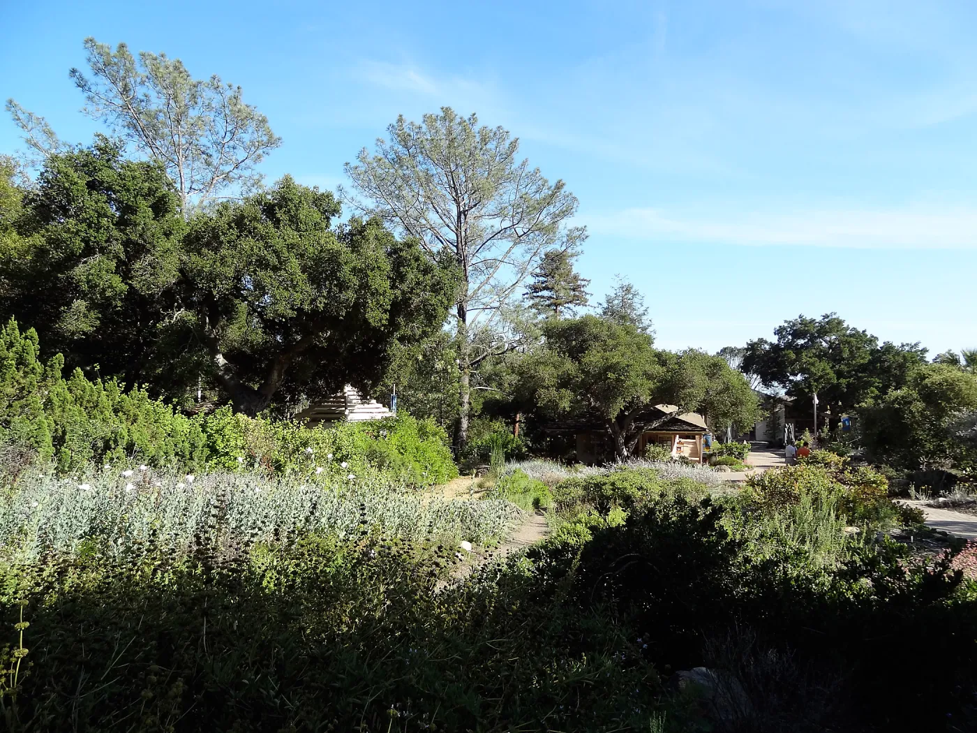 SBBG Meadow