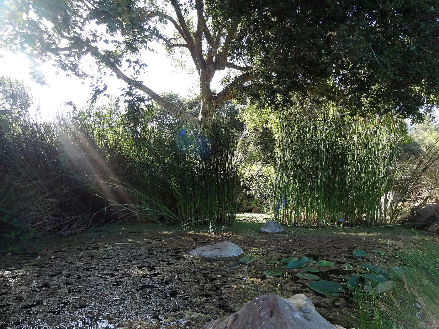 Meadow Pond