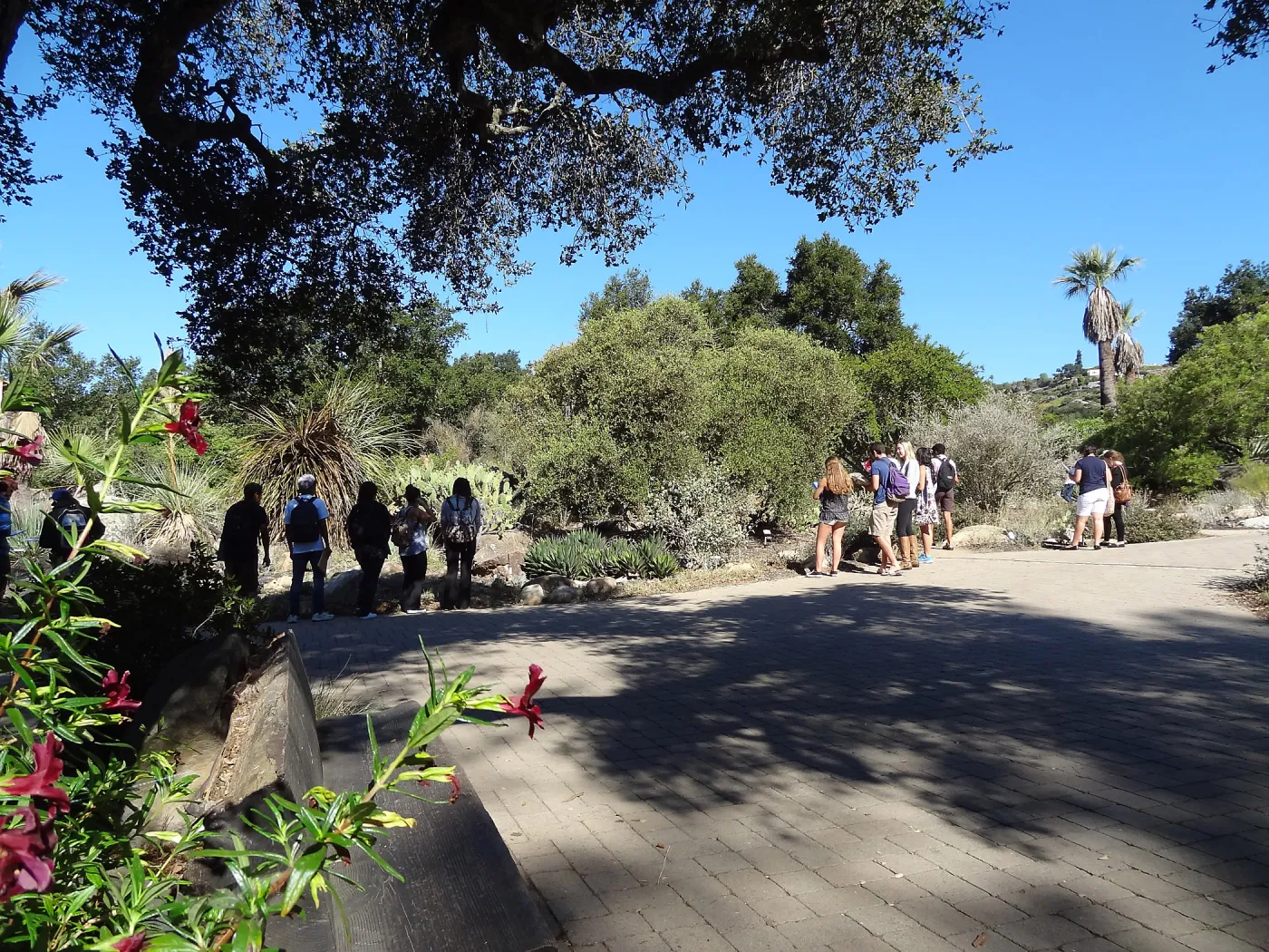 Student tour, Desert Section, Garden Entrance, SBBG