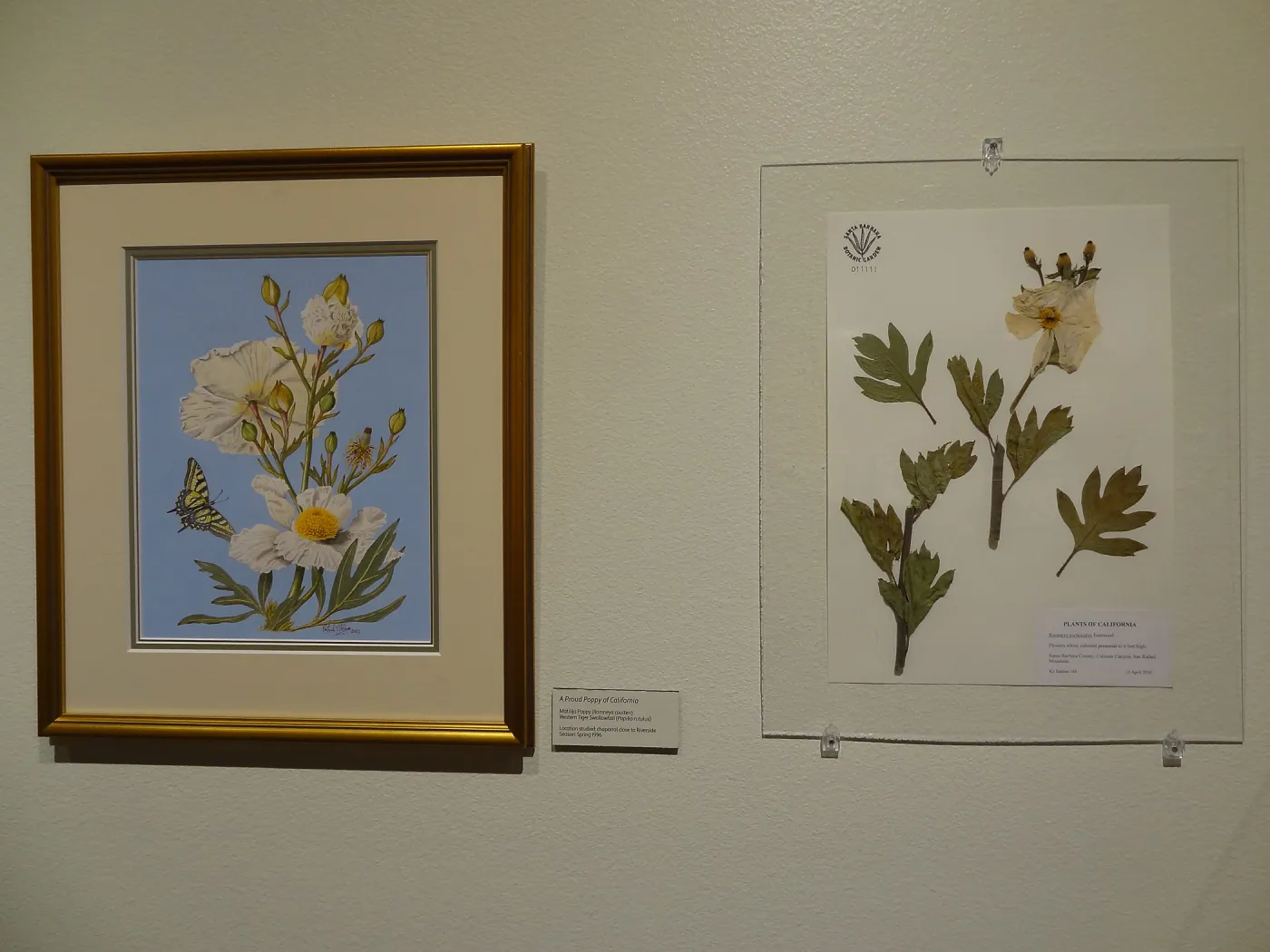 Patrick O'Hara exhibit at the Wildling Art Museum, SBBG Blaksley Library Special Collections, Art