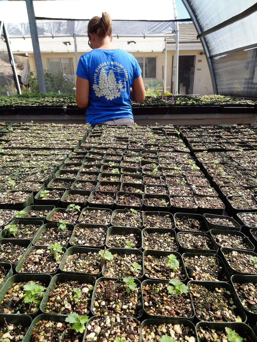 SBBG Horticulture, plant propagation at the Hort unit, Heather Wehnau