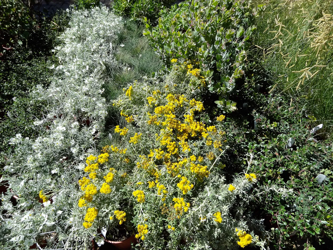 SBBG Fall Plant Sale 2013 set up in the Garden Courtyard and Garden Growers Nursery