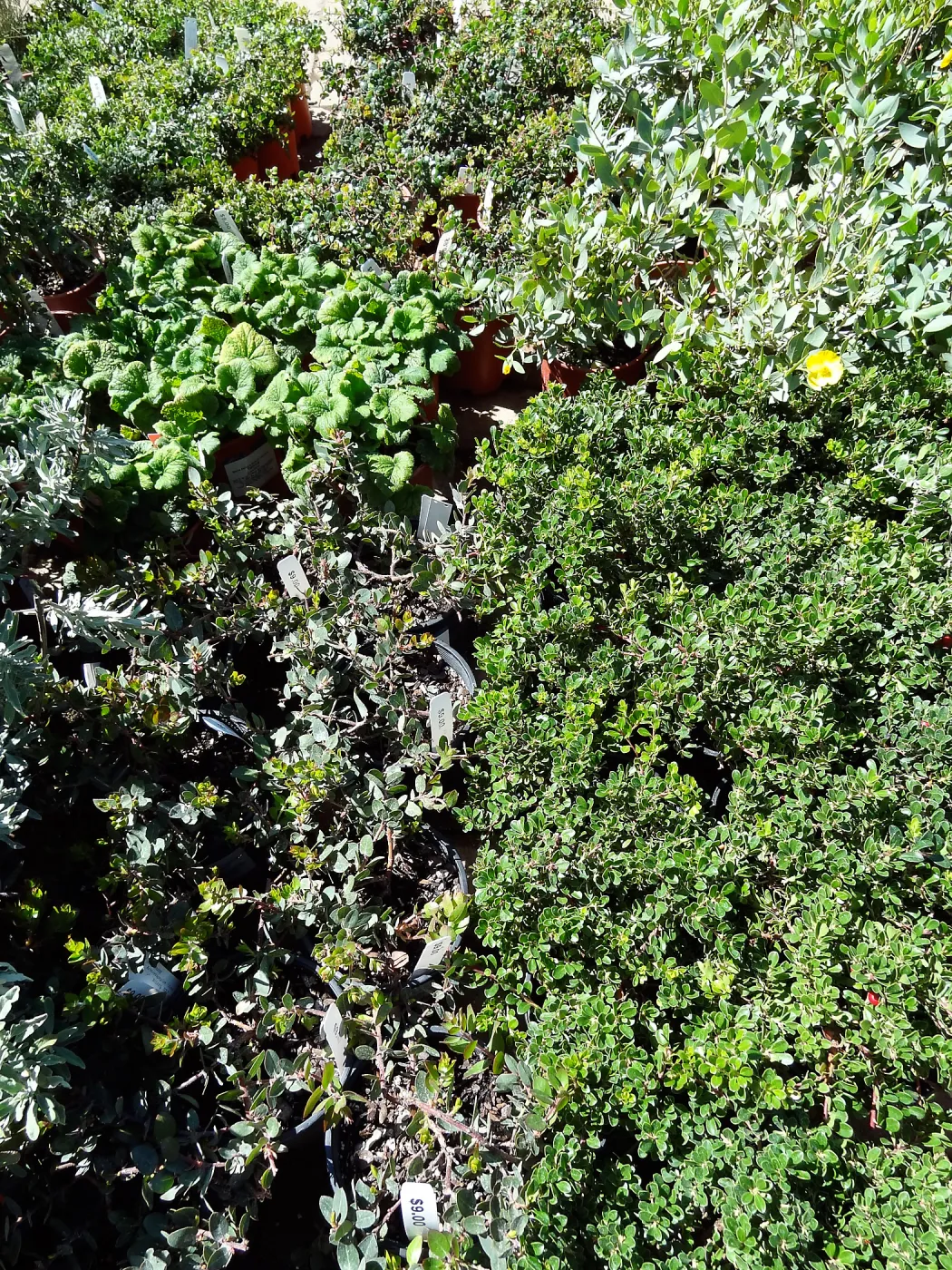SBBG Fall Plant Sale 2013 set up in the Garden Courtyard and Garden Growers Nursery