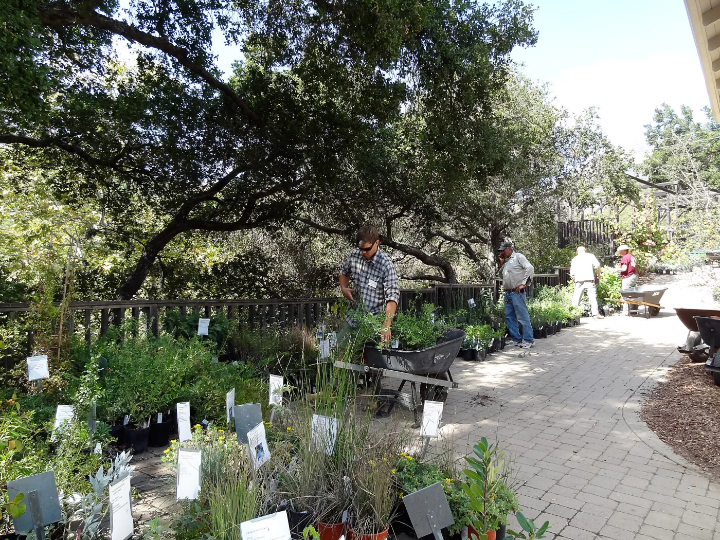 Fall Plant Sale 2013, set up in the Garden Courtyard and Garden Growers Nursery, Riley Kriebel