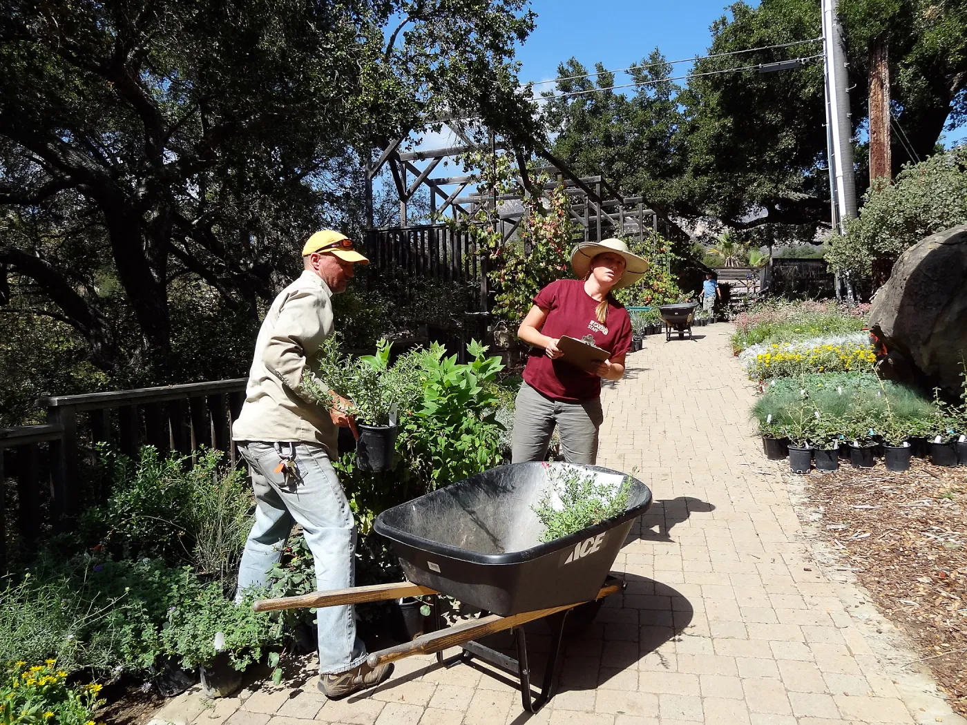 SBBG Fall Plant Sale 2013, set up in the Garden Courtyard and Garden Growers Nursery, Tony Lee and Stephanie Ranes