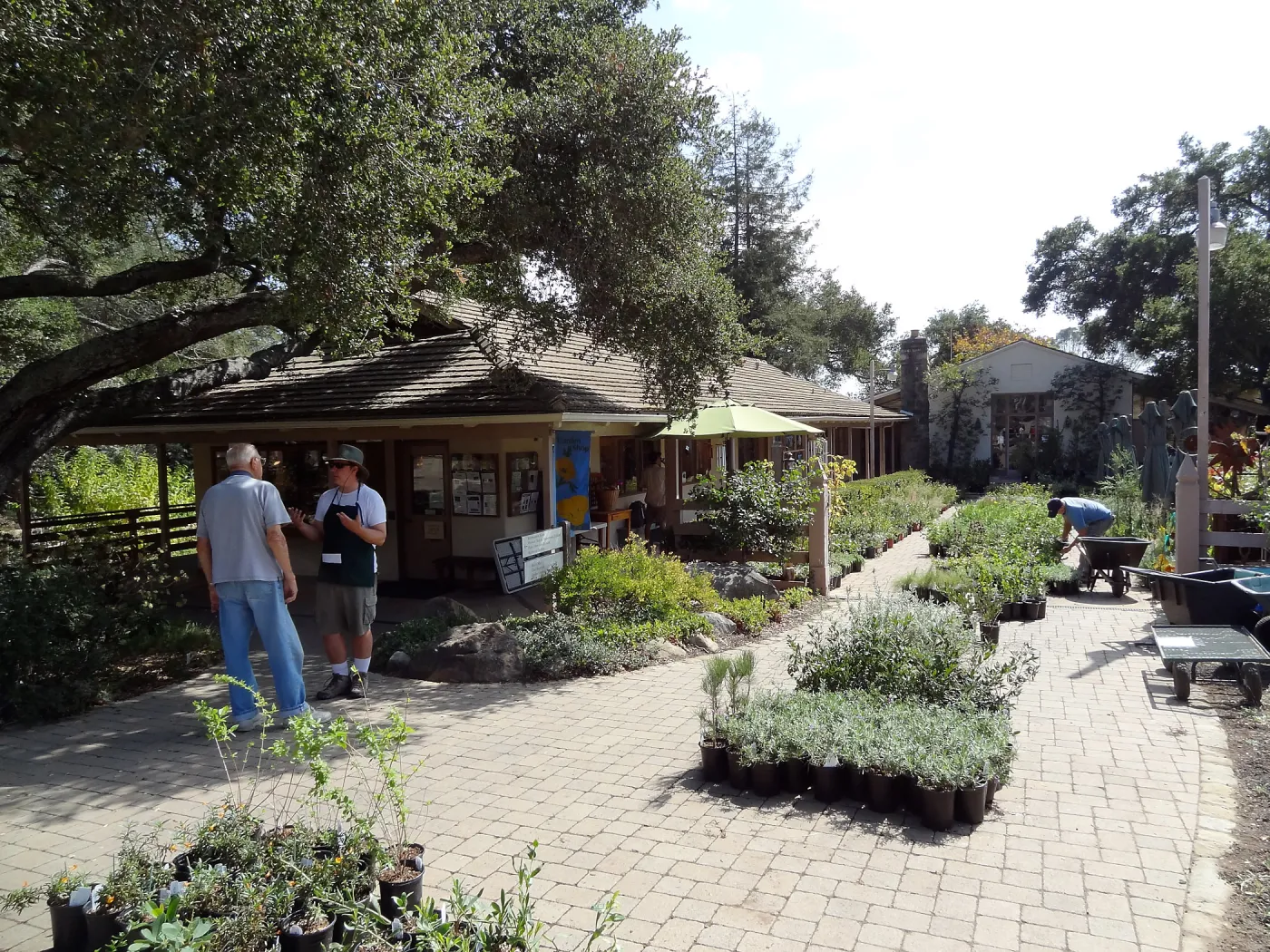 SBBG Fall Plant Sale 2013, set up in the Garden Courtyard and Garden Growers Nursery, Bruce Reed with customer