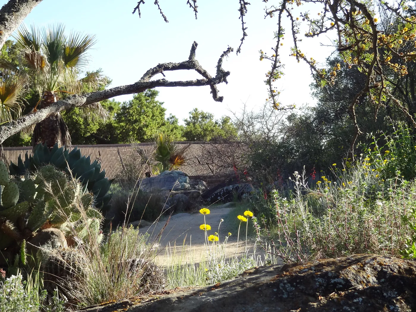 Desert Section in the late afternoon, SBBG