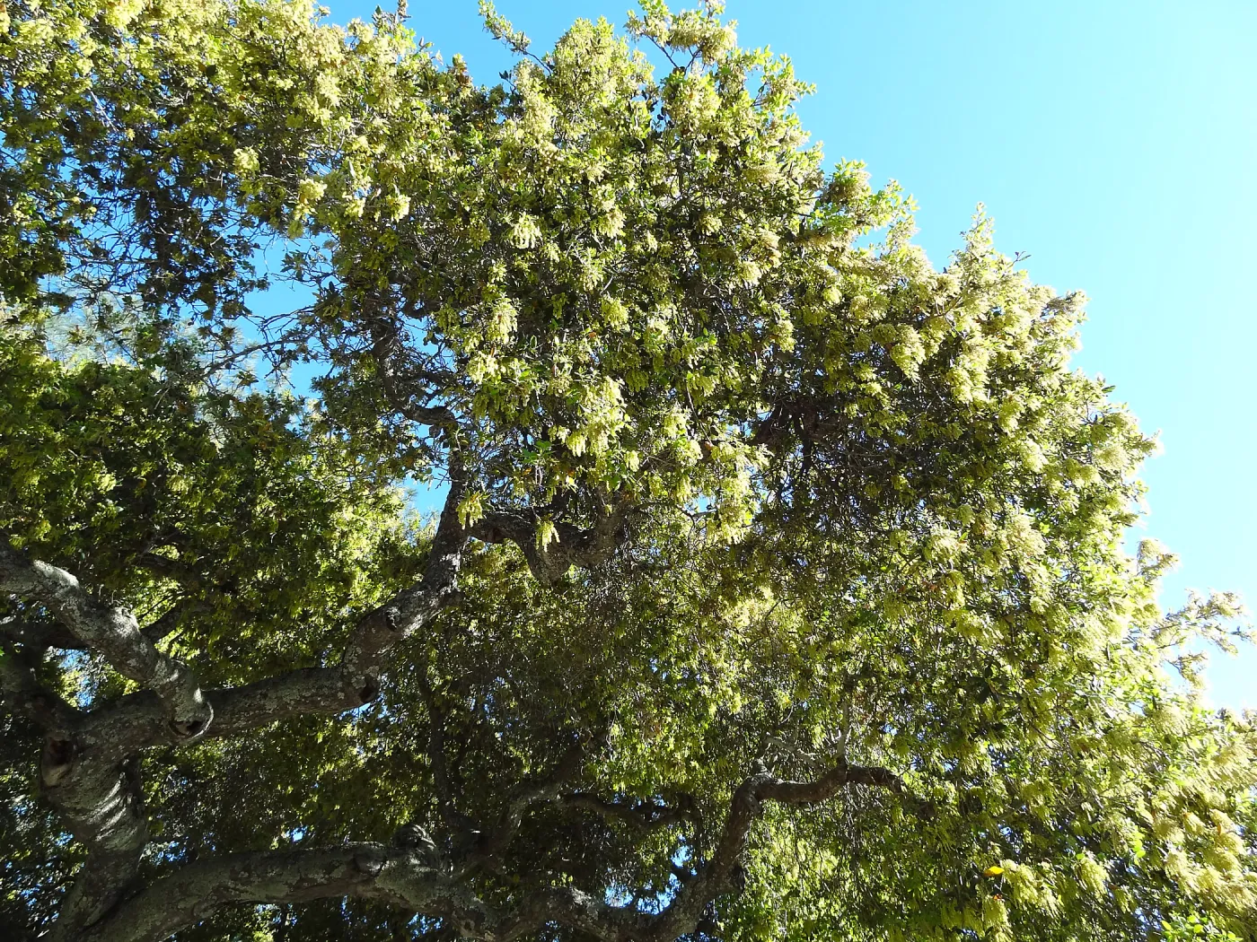 Coast Live oak, Quercus agrifolia in bloom, SBBG