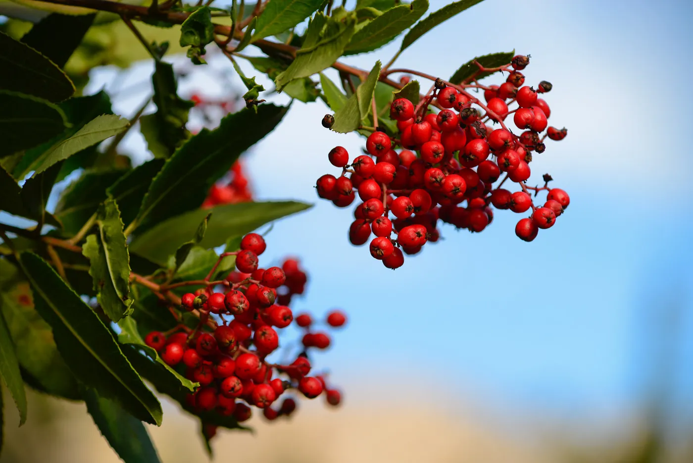 Toyon with red berries