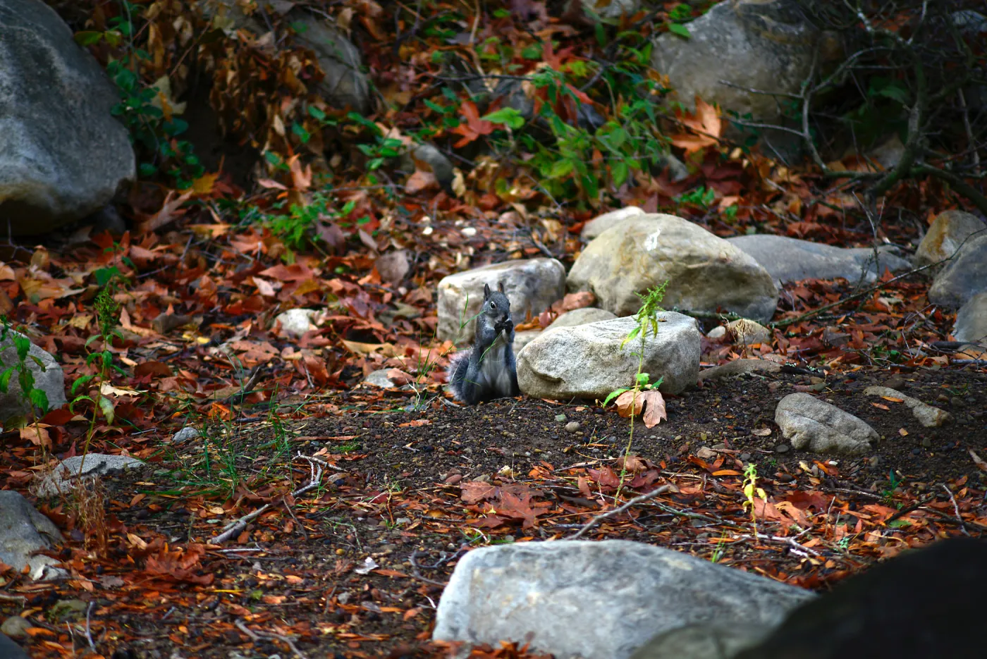 Squirrel