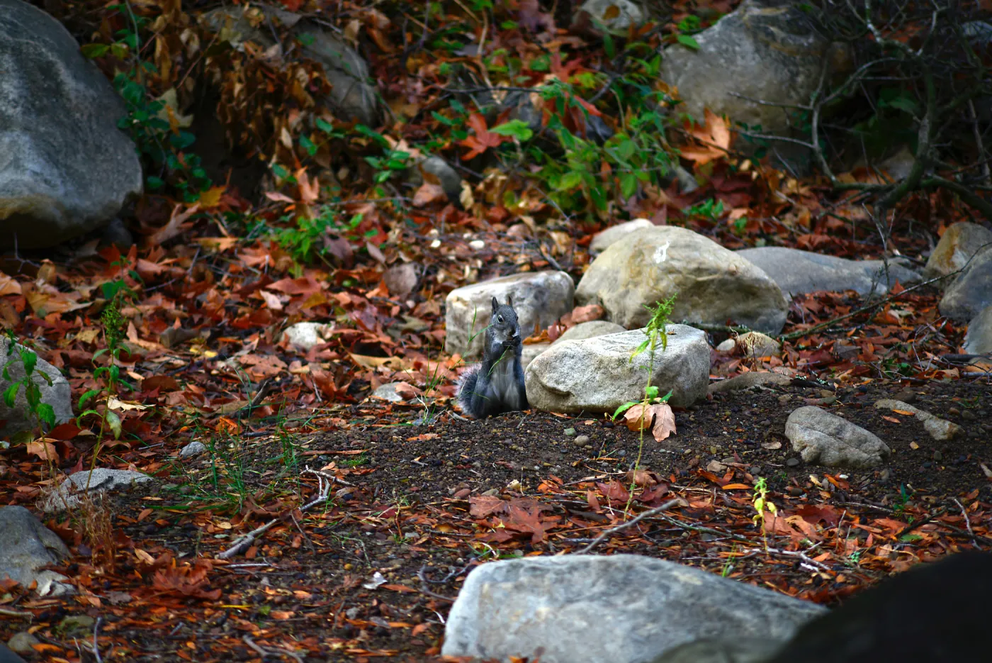 Squirrel