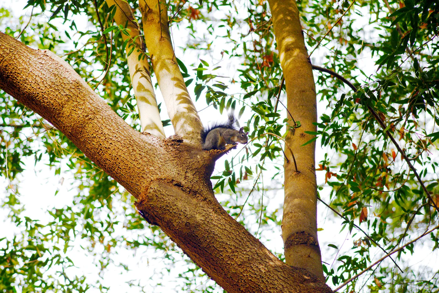 Squirrel