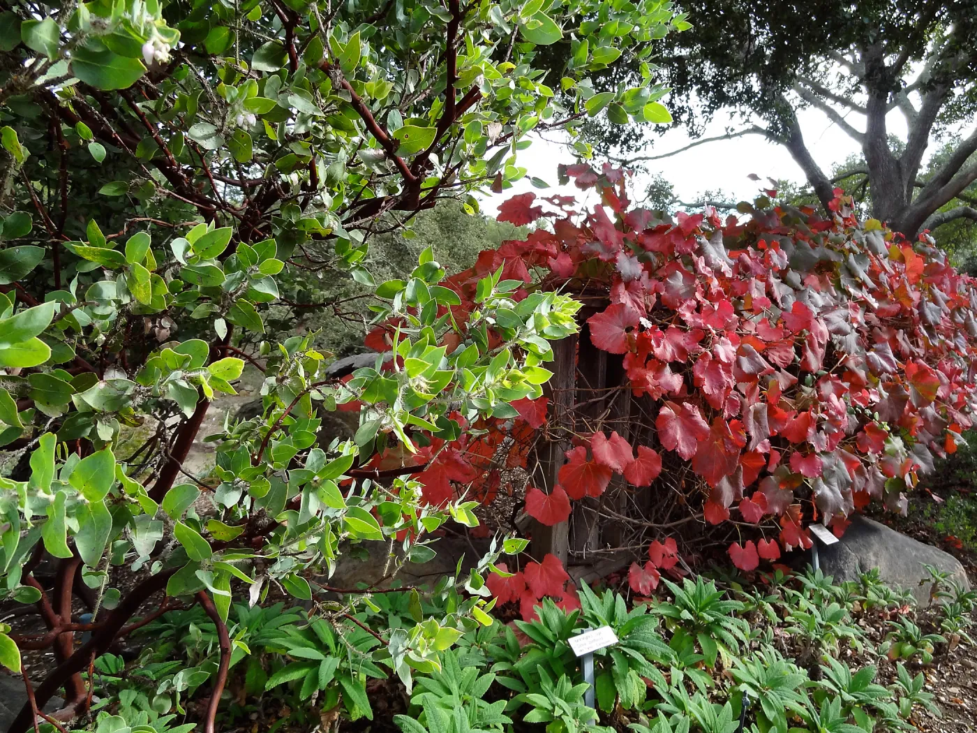 Grape, Manzanita