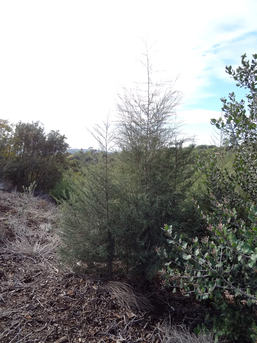 Porter Trail