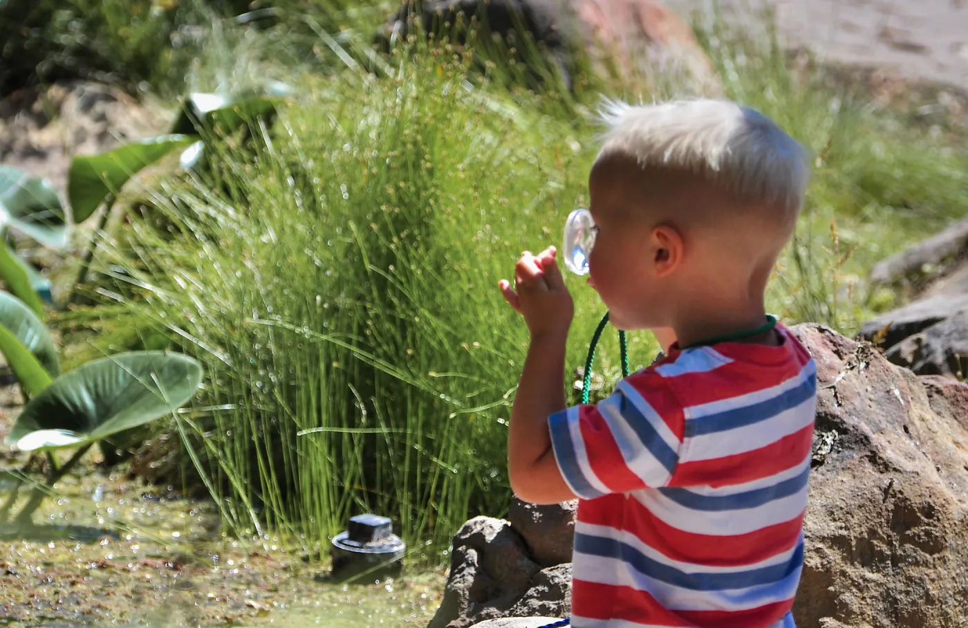 child with magnifying glass, Meadow Pond, SBBG