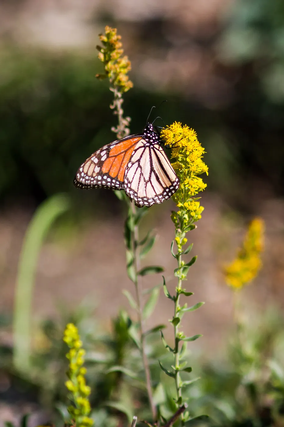 Monarch butterfly, SBBG