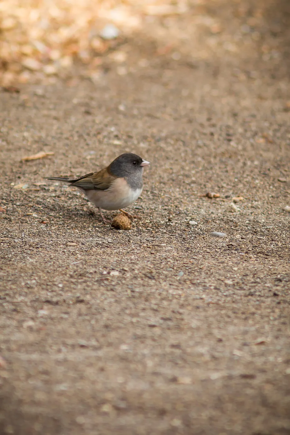 bird, SBBG