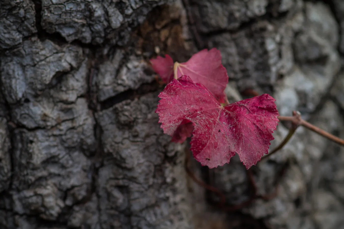 Vitis californica, grape leaves, fall color, SBBG