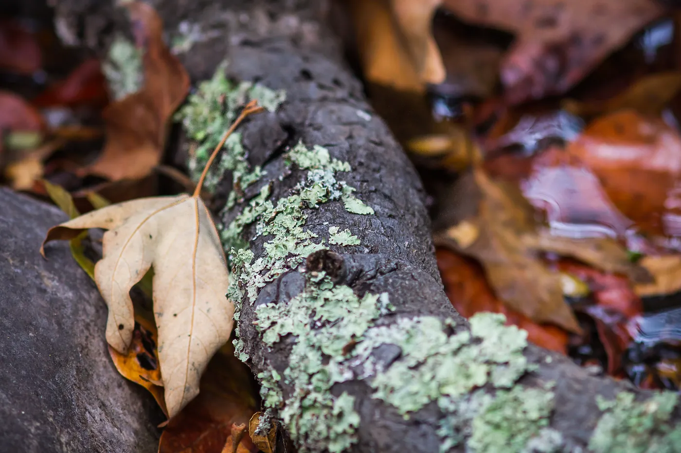 fallen leaves, lichen on tree root, SBBG