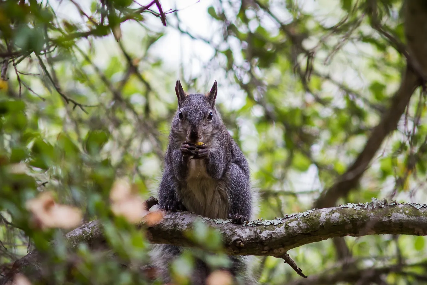grey squirrel, SBBG