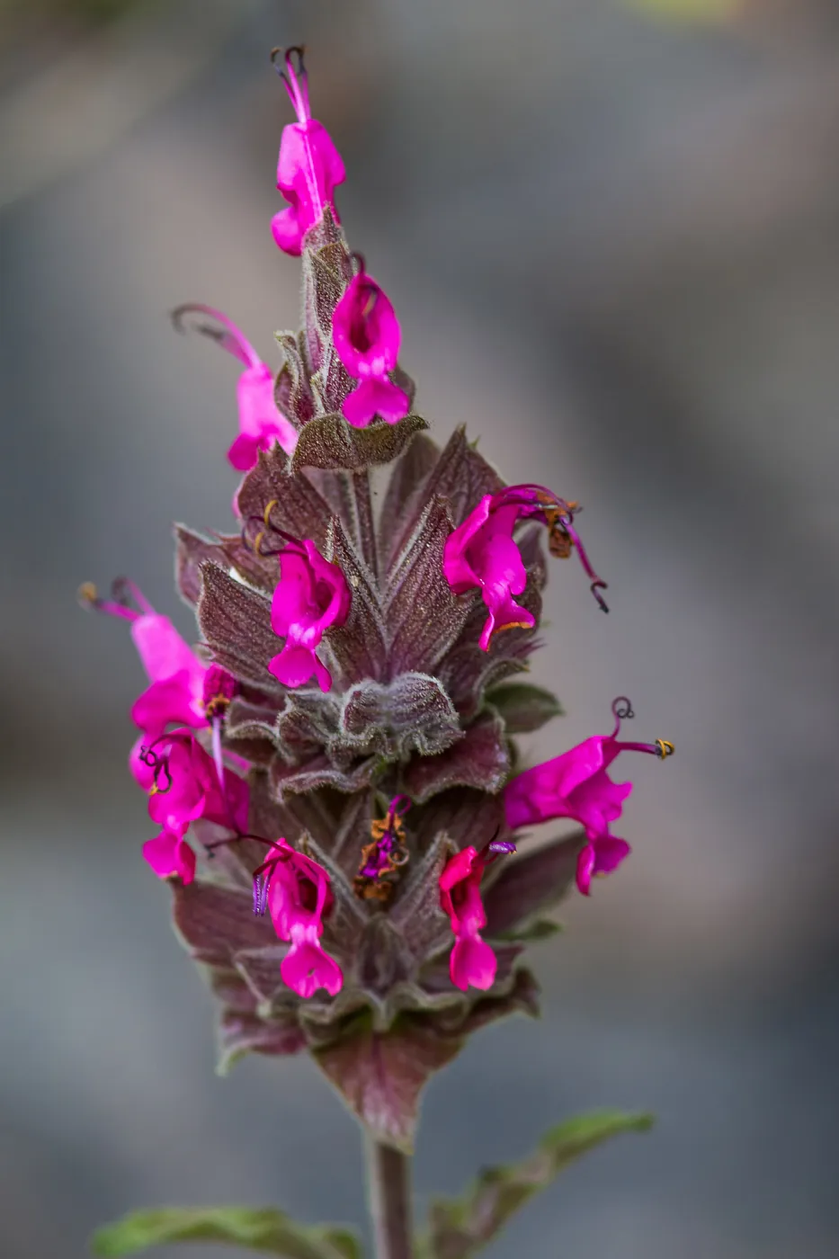 Hummingbird sage, Salvia spathacea, SBBG