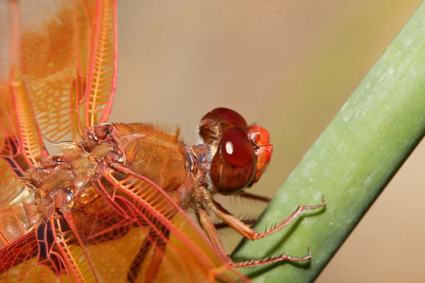 red dragonfly, Insects in the Garden