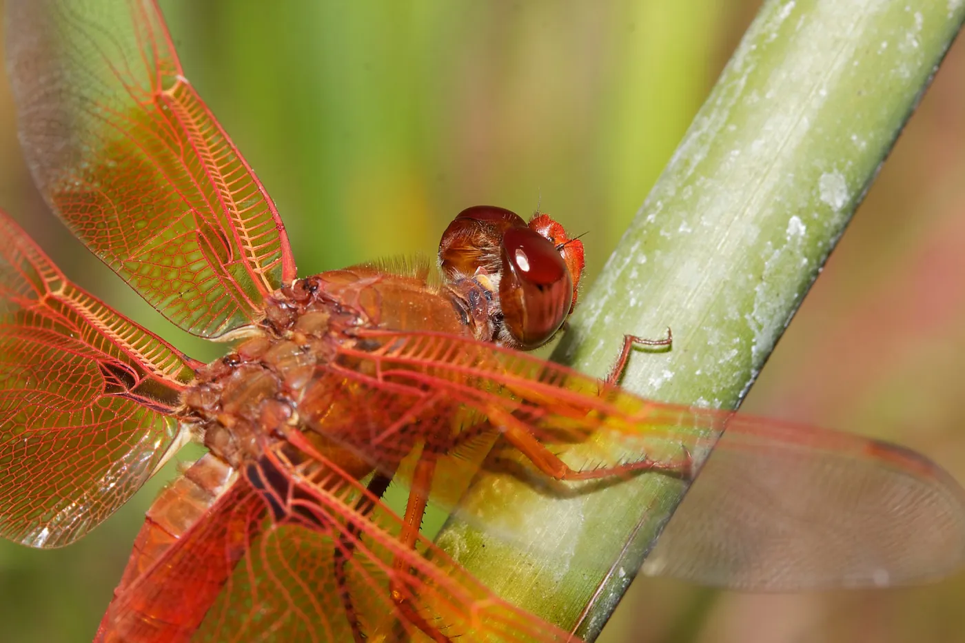red dragonfly, Insects in the Garden
