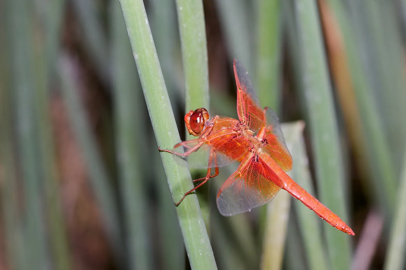 red dragonfly, Insects in the Garden