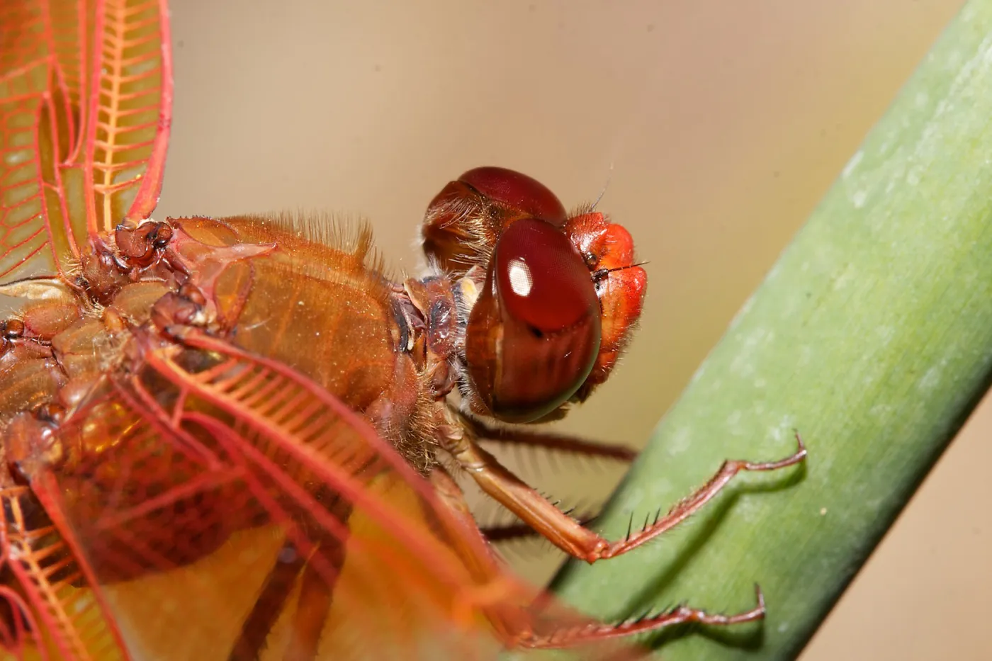 red dragonfly, Insects in the Garden