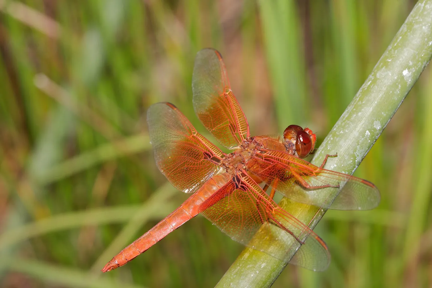 red dragonfly, Insects in the Garden
