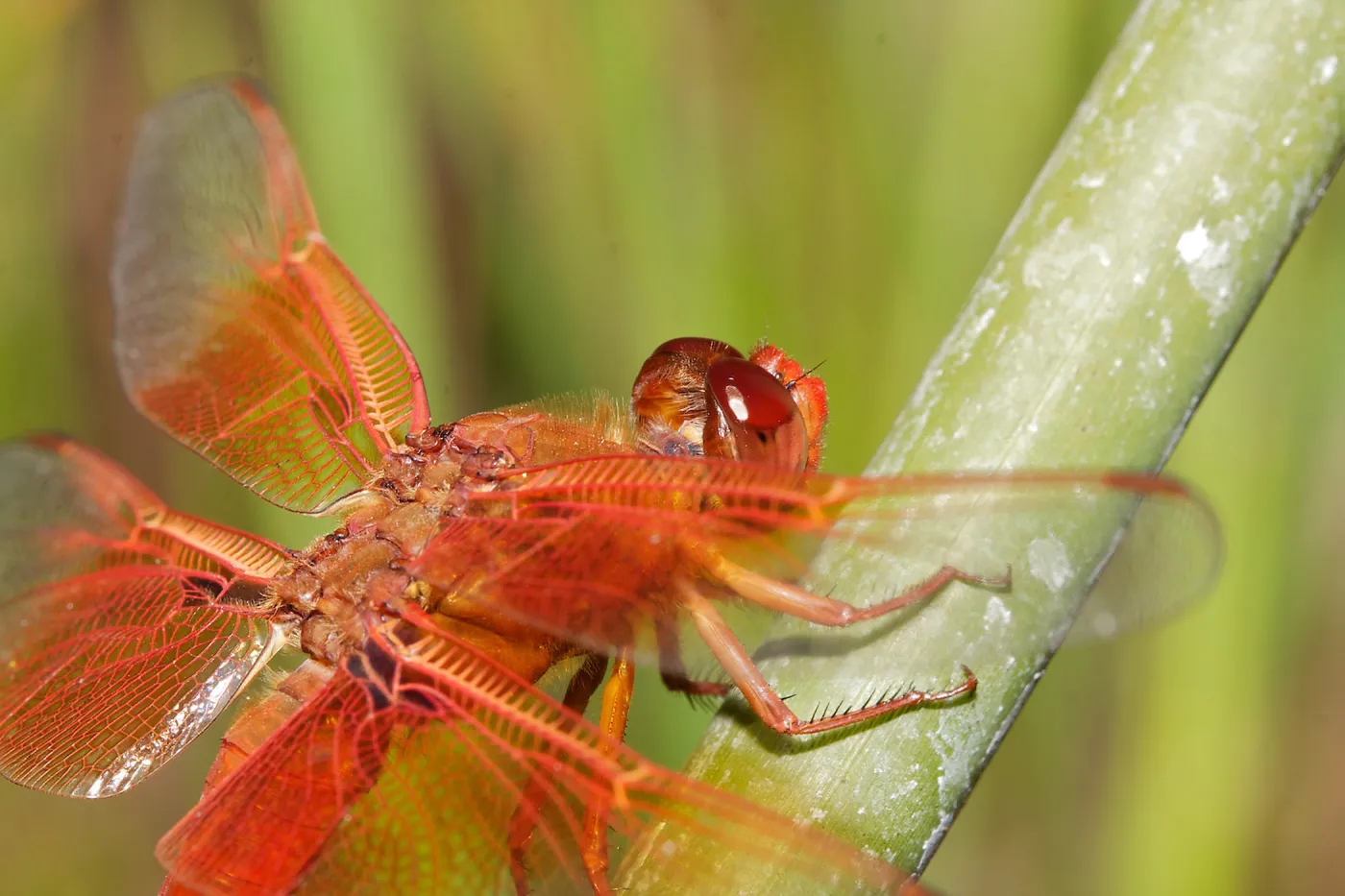 red dragonfly, Insects in the Garden