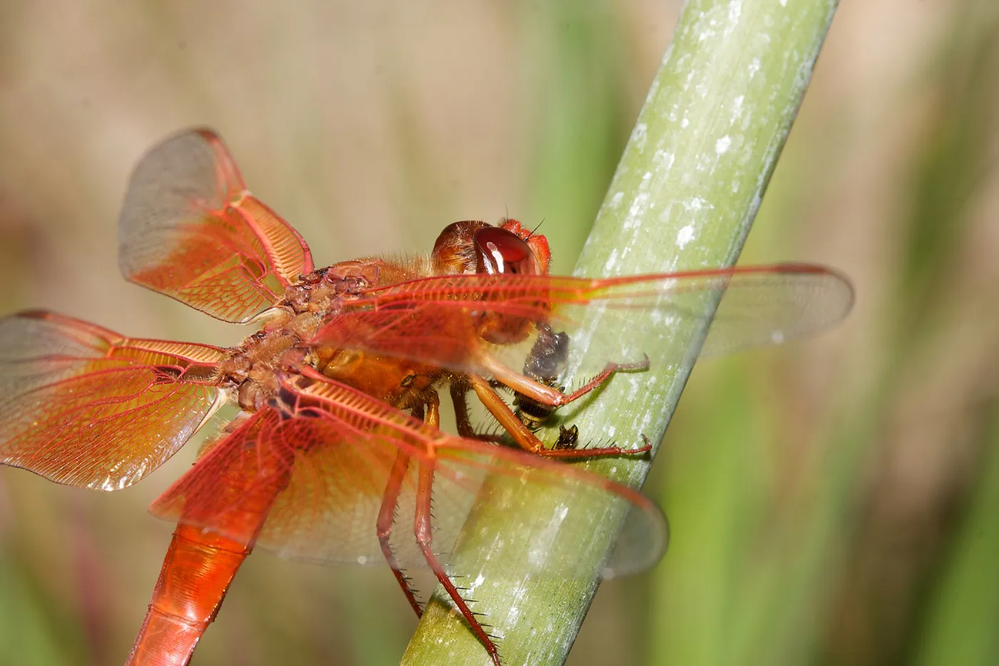 red dragonfly, Insects in the Garden