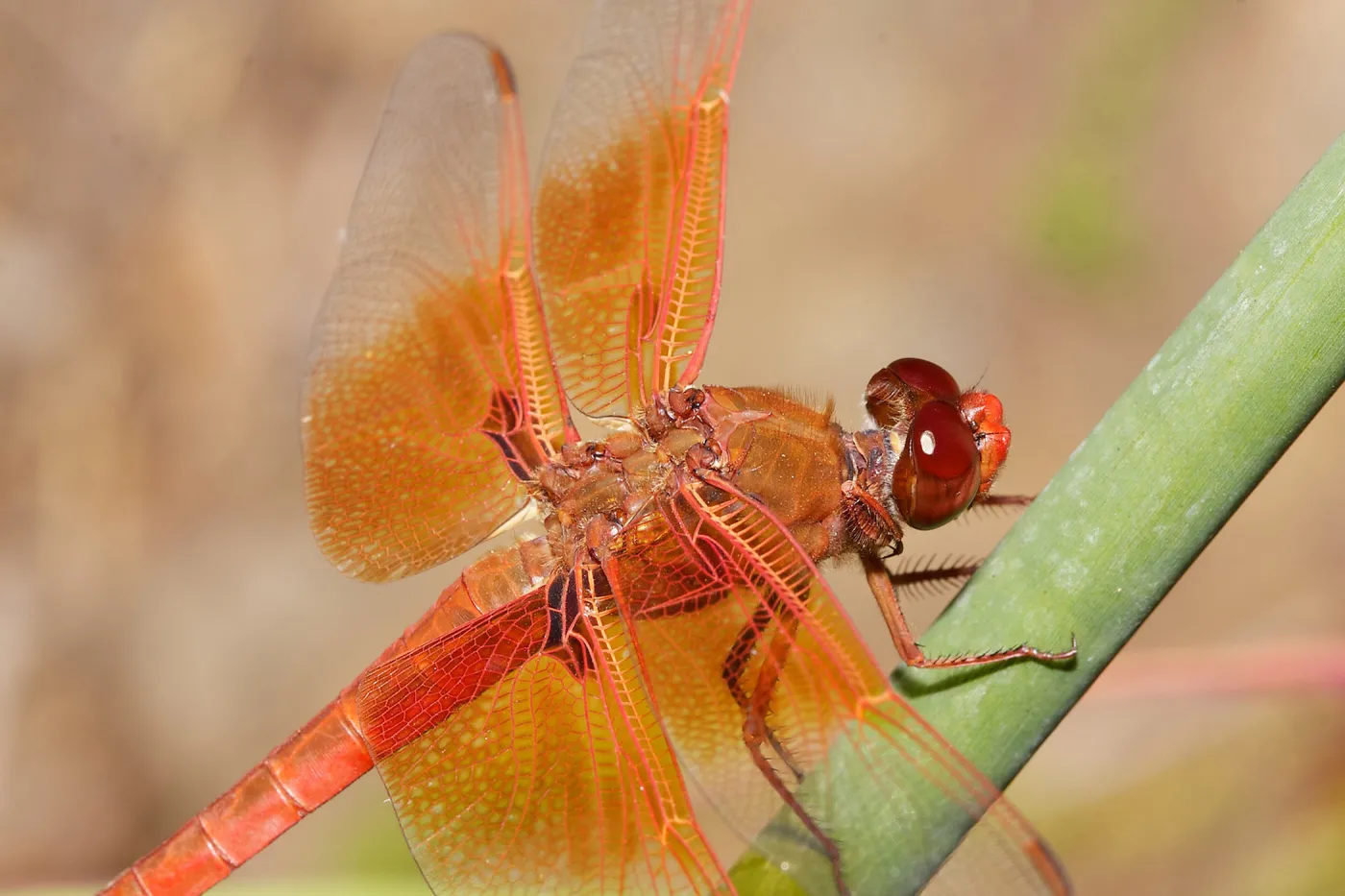 red dragonfly, Insects in the Garden