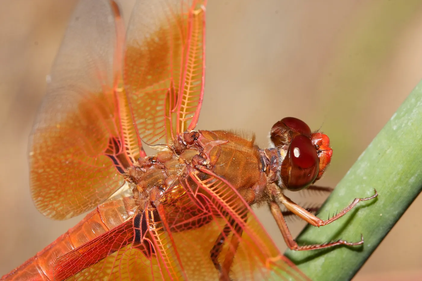 red dragonfly, Insects in the Garden