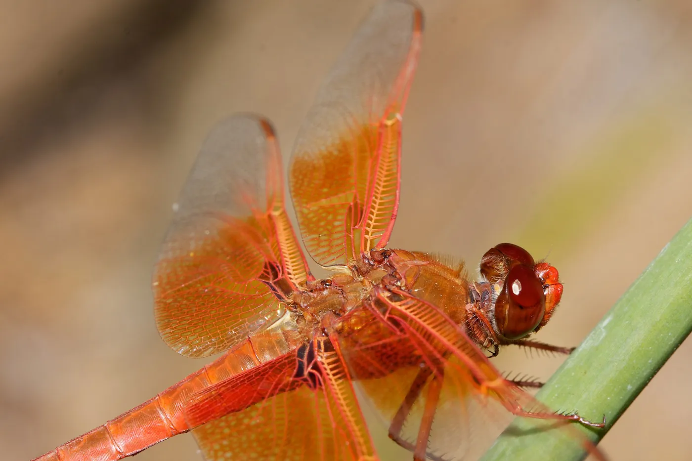 red dragonfly, Insects in the Garden