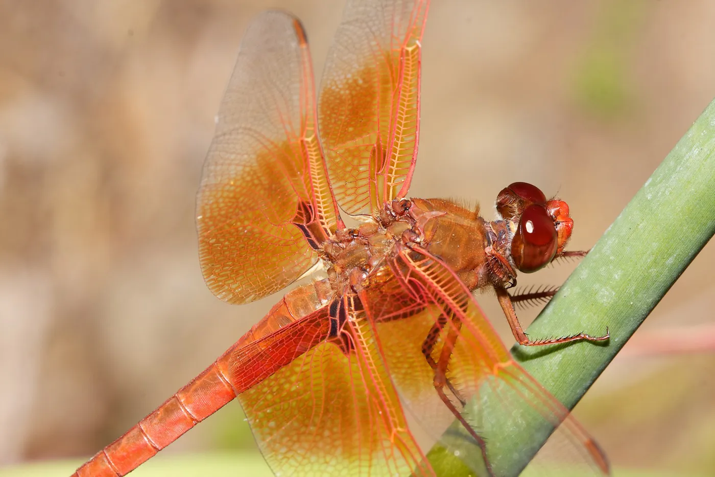 red dragonfly, Insects in the Garden