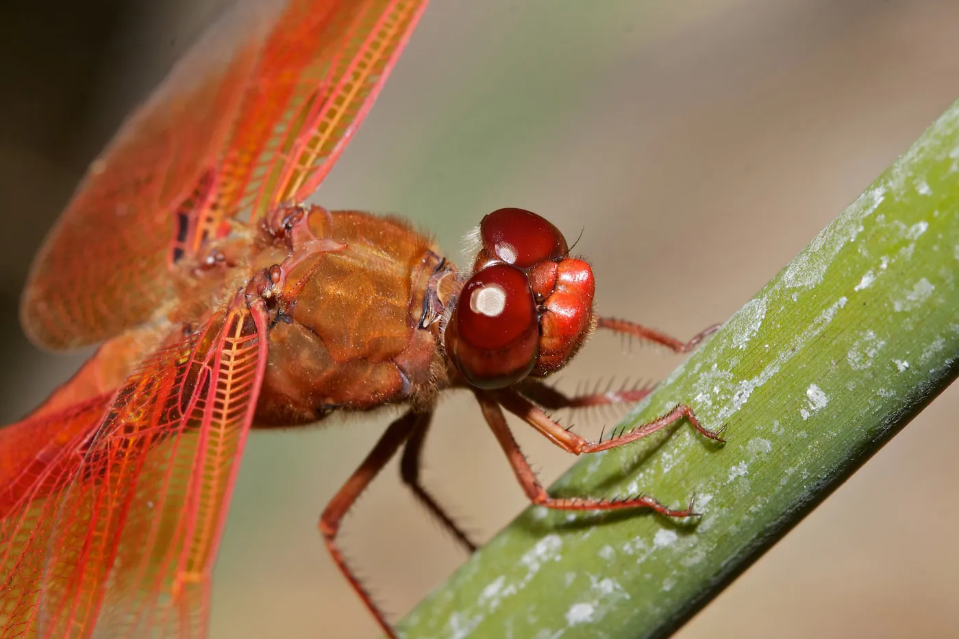 red dragonfly, Insects in the Garden