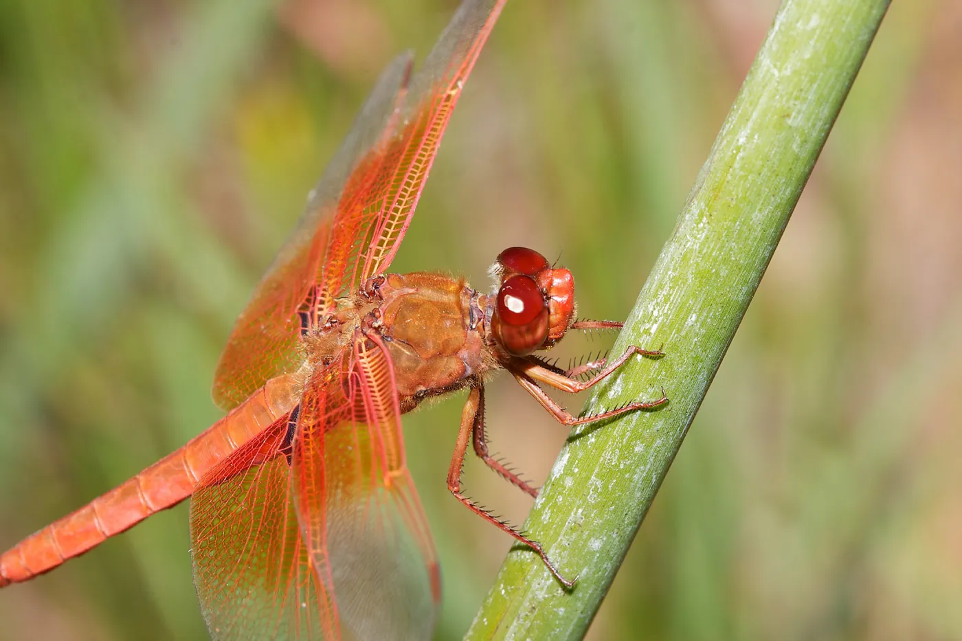 red dragonfly, Insects in the Garden