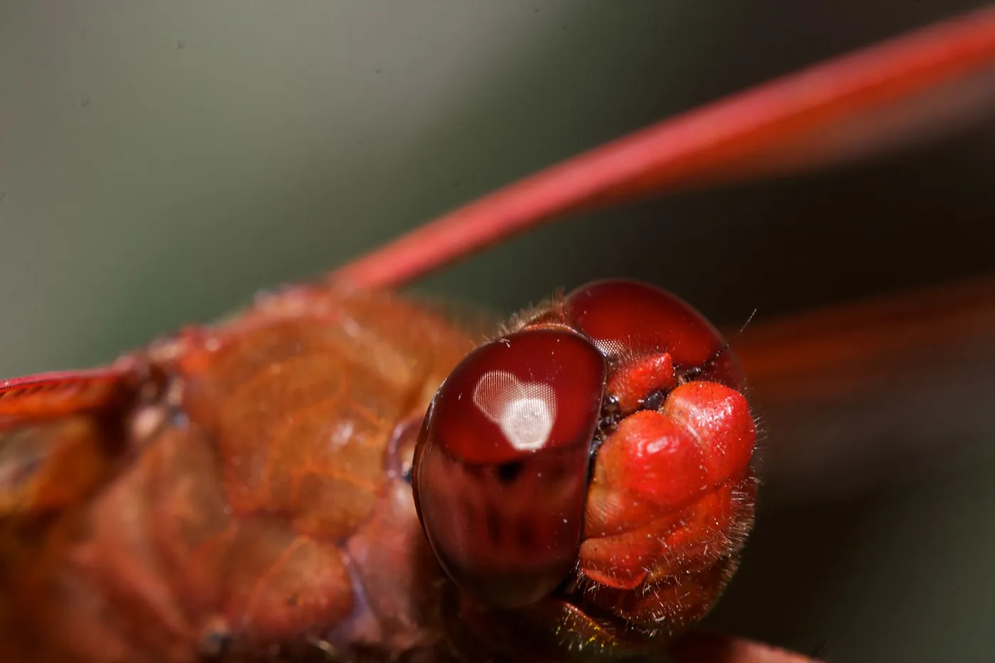 red dragonfly, Insects in the Garden