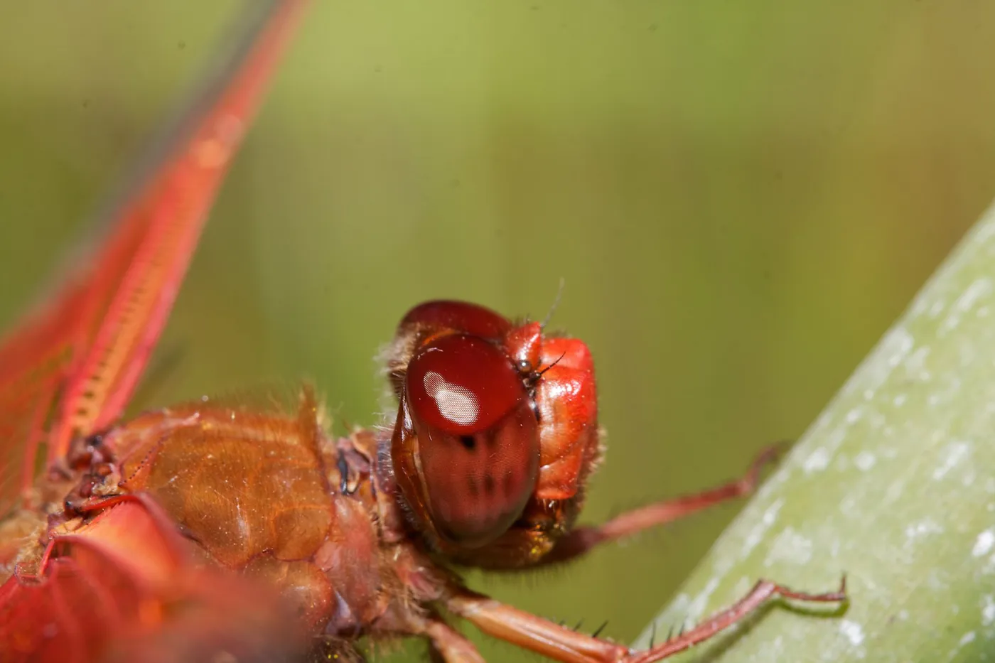 red dragonfly, Insects in the Garden