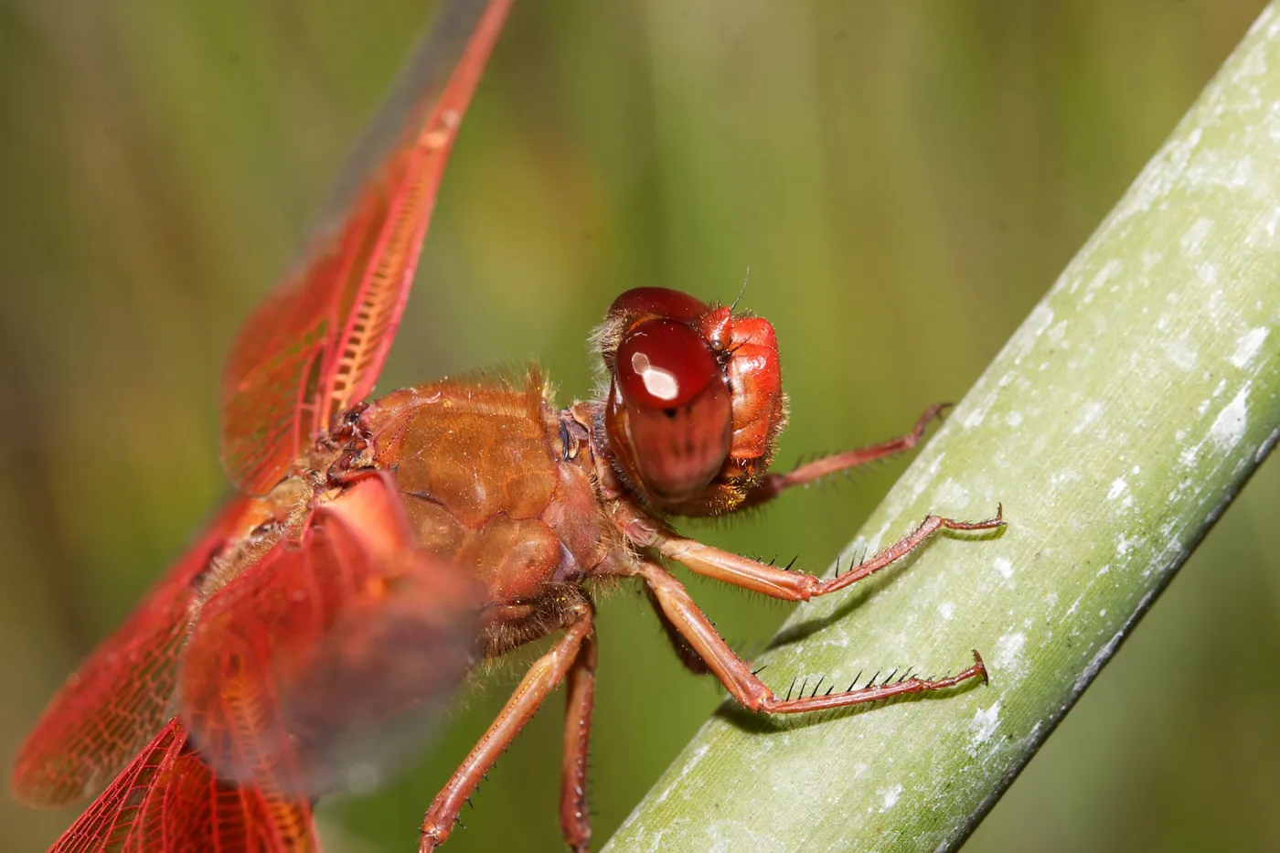 red dragonfly, Insects in the Garden